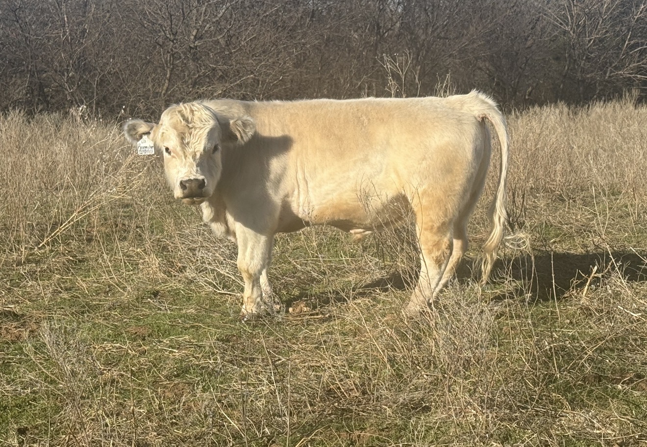 Lil Roanmaker — homozygous roan miniature herd bull at Make It Roan ranch