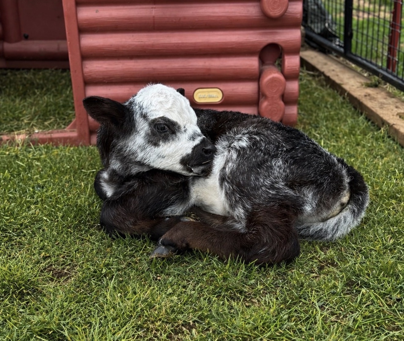 Miniature roan calf — offspring of Lil Roanmaker (homozygous roan mini bull) #1
