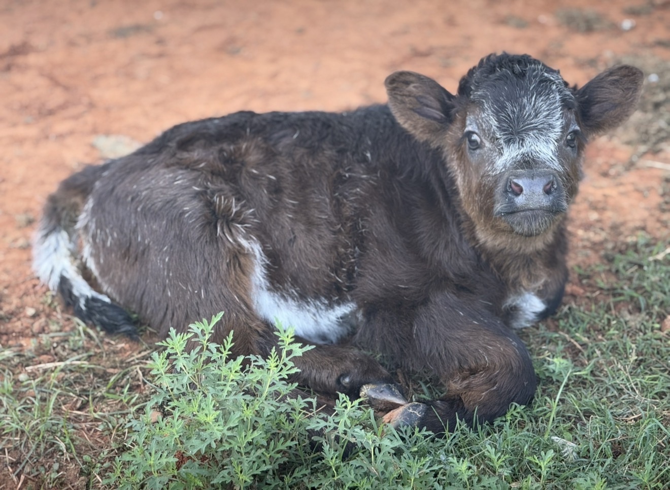 Miniature roan calf — offspring of Lil Roanmaker (homozygous roan mini bull) #2