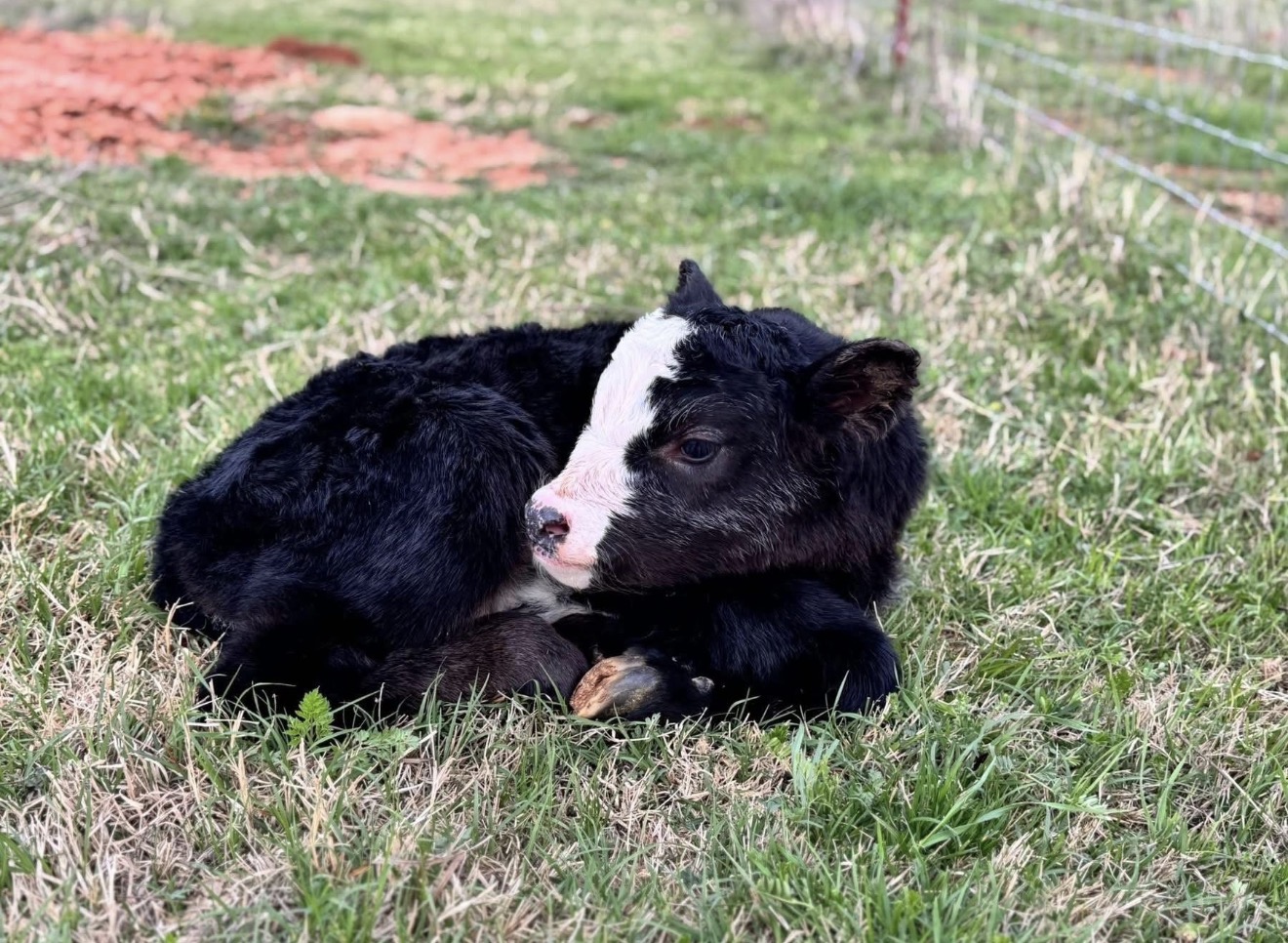 Miniature roan calf — offspring of Lil Roanmaker (homozygous roan mini bull) #3