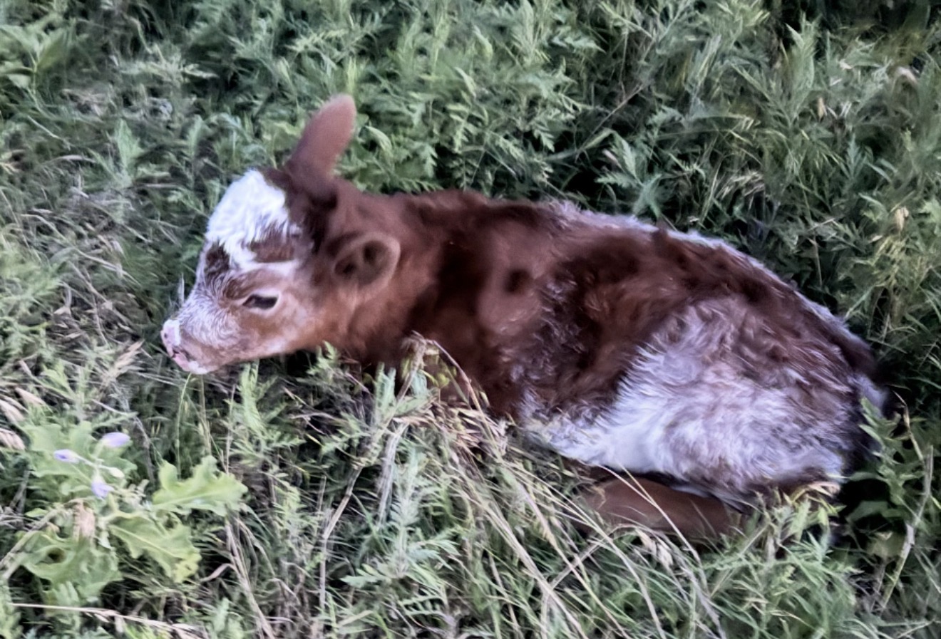 Miniature roan calf — offspring of Lil Roanmaker (homozygous roan mini bull) #4