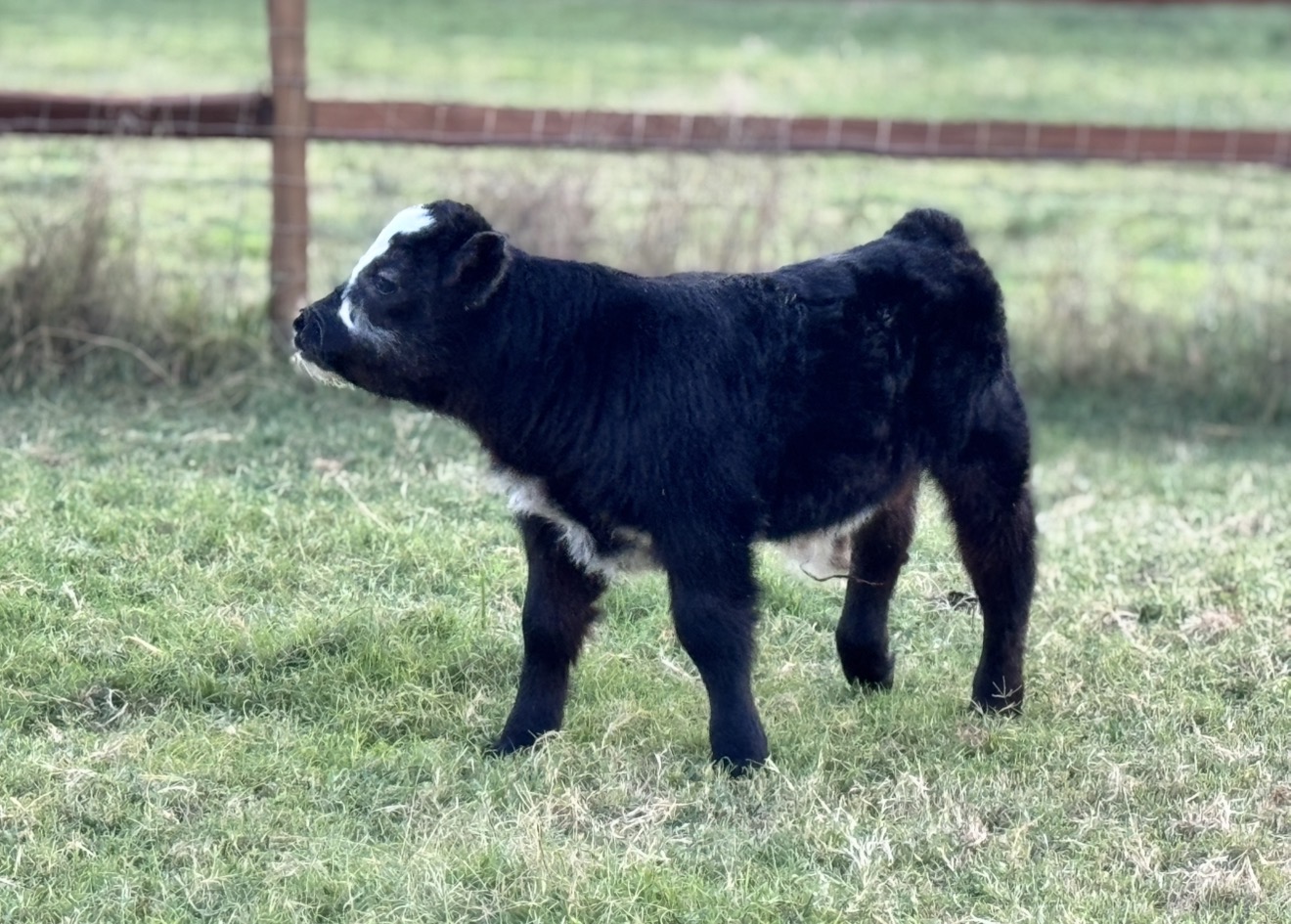 Miniature roan calf — offspring of Lil Roanmaker (homozygous roan mini bull) #5
